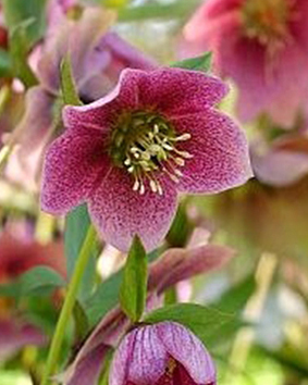X 10 HELLEBORUS ORIENTALIS MONTSEGUR I