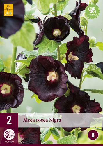 X 2 ALCEA ROSEA NIGRA I
