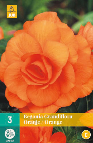 X 3 BEGONIA GRANDIFLORA ORANJE 5/6