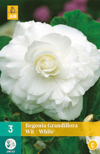 X 3 BEGONIA GRANDIFLORA WIT 5/6
