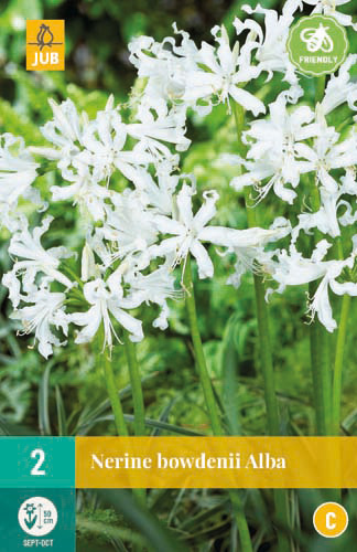 X   2 NERINE BOWDENII ALBA 12/+