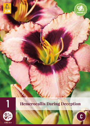 X 1 HEMEROCALLIS DARING DECEPTION I