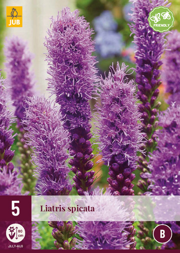 X 5 LIATRIS SPICATA 12/14