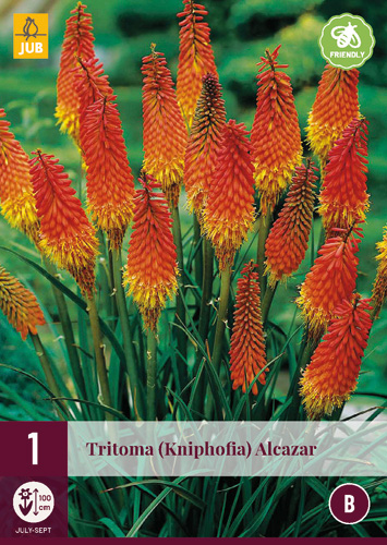 X 1 TRITOMA (KNIPHOFIA) ALCAZAR I