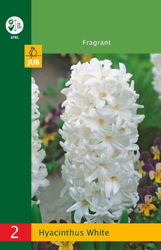 X   2 HYACINTHUS WHITE 14/15