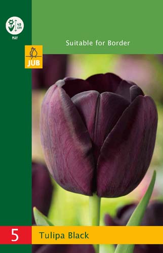 X   5 TULIPA TRIUMPH BLACK 10/11