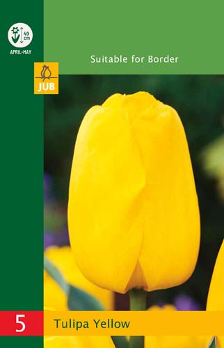 X   5 TULIPA TRIUMPH YELLOW 10/11