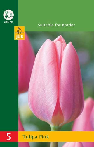 X   5 TULIPA TRIUMPH PINK 10/11