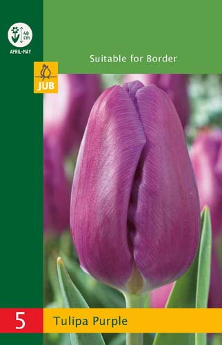 X   5 TULIPA TRIUMPH PURPLE 10/11
