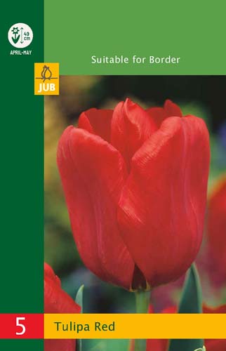 X   5 TULIPA TRIUMPH RED 10/11