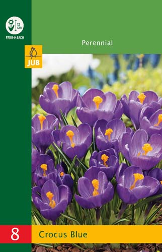 X   8 CROCUSES LARGE FLOWERING BLUE 6/7