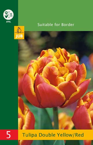 X   5 TULIPA DOUBLE YELLOW/RED 10/11