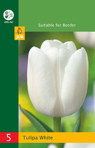 X   5 TULIPA TRIUMPH WHITE 10/11