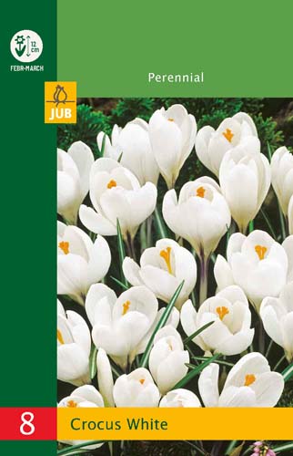 X   8 CROCUSES LARGE FLOWERING WHITE 6/7