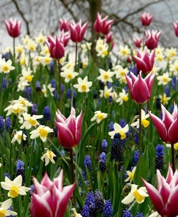 X 100 PALETTE OF SPRING I