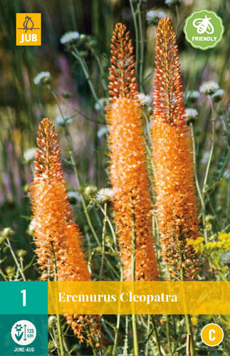 X   1 EREMURUS CLEOPATRA I