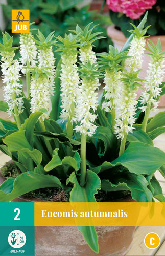 X   2 EUCOMIS AUTUMNALIS 14/16