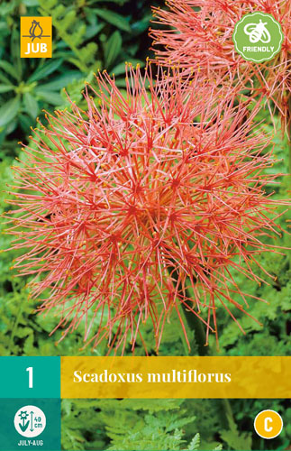 X   1 SCADOXUS MULTIFLORUS 16/18