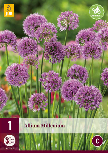 X 1 ALLIUM MILLENIUM I