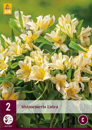 X 2 ALSTROEMERIA LUTEA I