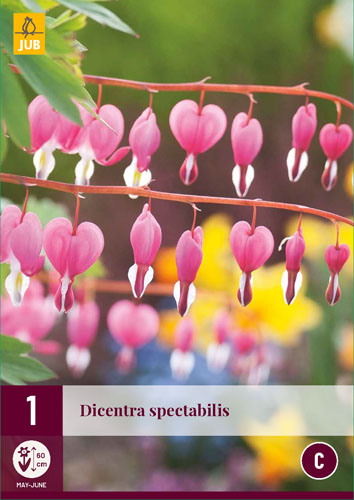 X 1 DICENTRA SPECTABILIS 2/3