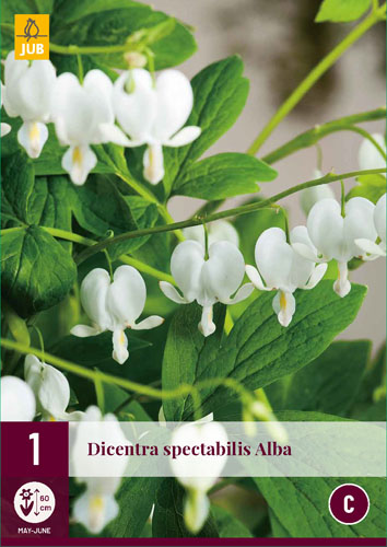 X 1 DICENTRA SPECTABILIS ALBA  2/3