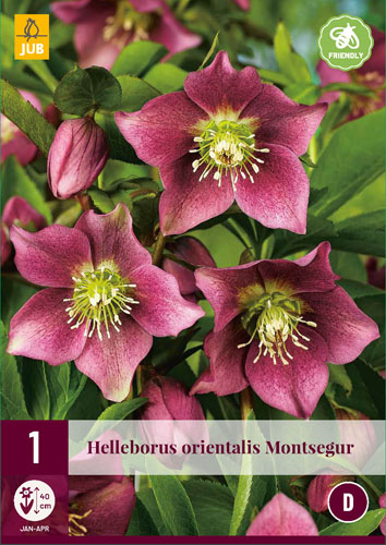 X 1 HELLEBORUS ORIENTALIS MONTSEGUR I