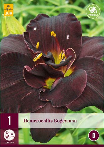 X 1 HEMEROCALLIS BOGEYMAN I