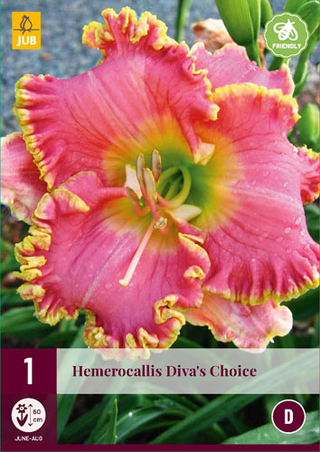 X 1 HEMEROCALLIS DIVAS CHOICE I