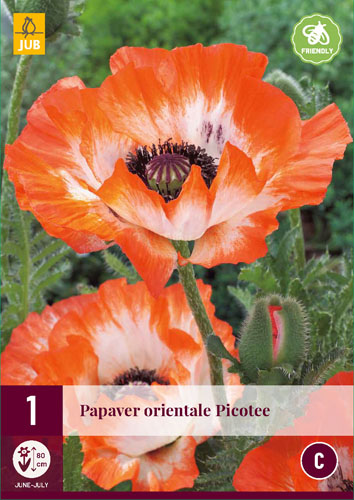 X 1 PAPAVER PICOTEE I