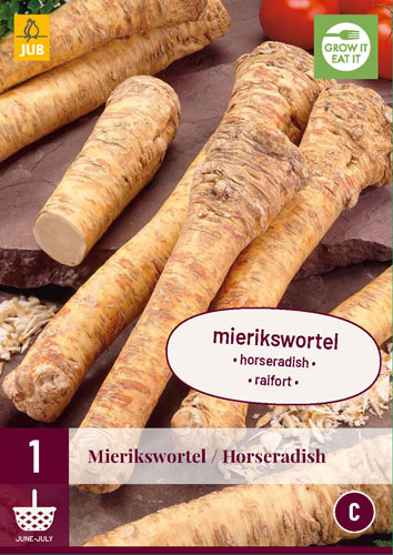 X 1 ARMORACIA RUSTICANA / MIERIKSWORTEL I