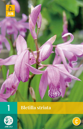 X   1 BLETILLA STRIATA I