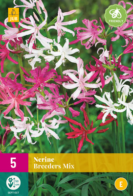 X 5 NERINE BREEDERS MIX 12/+