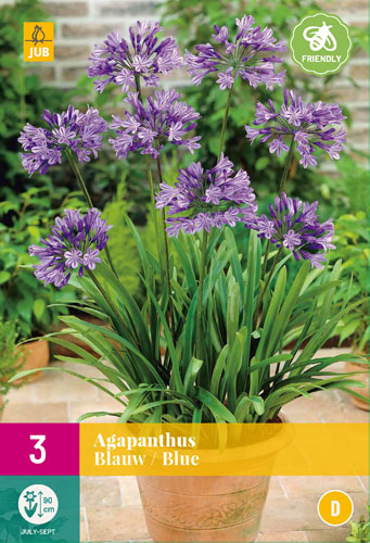 X 3 AGAPANTHUS BLAUW 1/2
