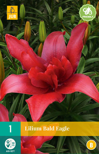 X 1 LILIUM BALD EAGLE 16/18