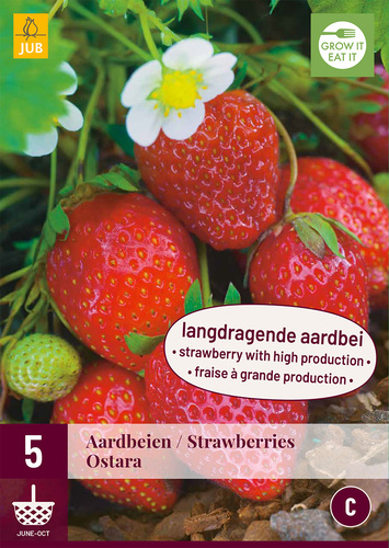 X 5 FRAGARIA / AARDBEIEN OSTARA I