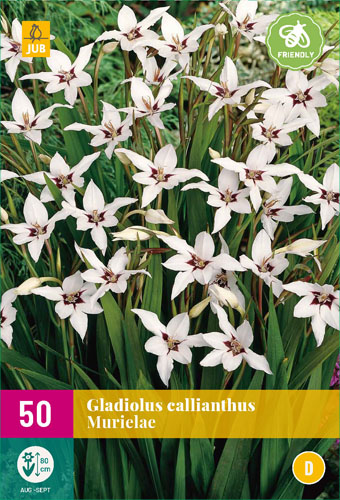 X 50 GLADIOLUS CALLIANTHUS MURIELAE 6/8