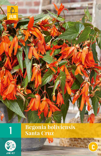 X 1 BEGONIA BOLIVIENSIS SANTA CRUZ 18/20
