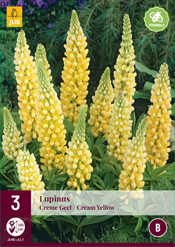 X 3 LUPINUS CREME-GEEL I