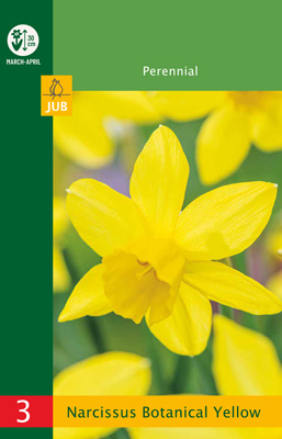 X   3 NARCISSUS BOTANICAL YELLOW 10/12