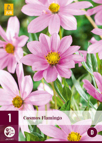 X 1 COSMOS FLAMINGO I