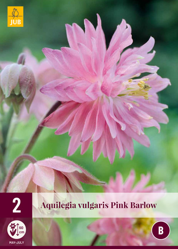 X 2 AQUILEGIA PINK BARLOW I
