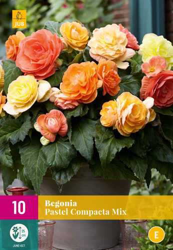 X 10 BEGONIA PASTEL COMPACTA MIX 3/4