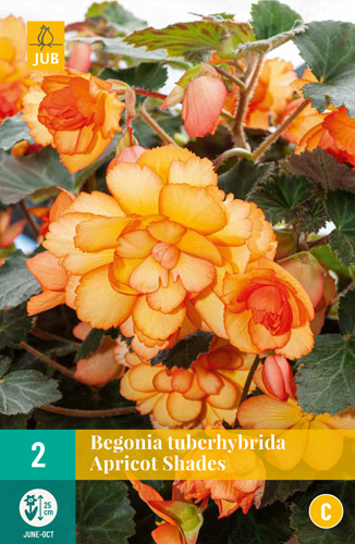 X 2 BEGONIA TUBERHYBRIDA APRICOT SHADES 5/6
