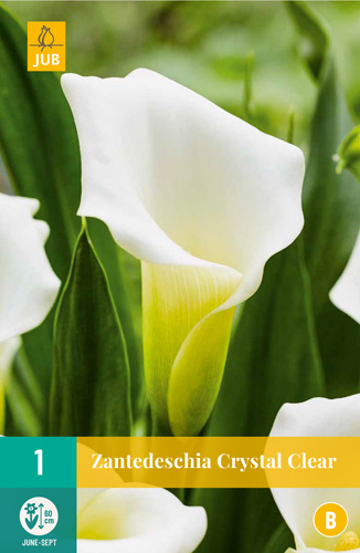 X   1 ZANTEDESCHIA CRYSTAL CLEAR 14/16