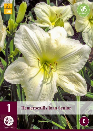 X 1 HEMEROCALLIS JOAN SENIOR I