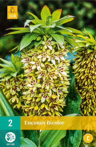 X   2 EUCOMIS BICOLOR 14/16
