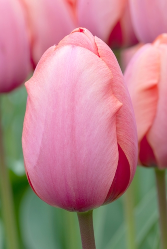 X 100 TULIPA APRICOT IMPRESSION 12/+