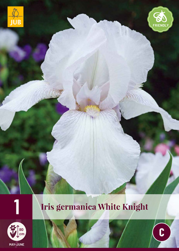 X 1 IRIS GERMANICA WHITE KNIGHT I