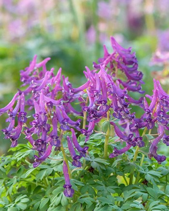 X 50 CORYDALIS CAVA I
